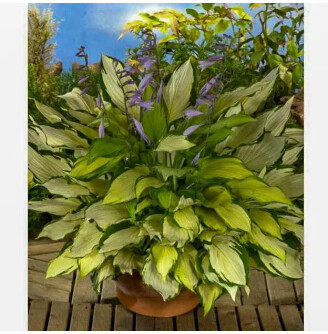 Хоста 'Lady Guinevere'