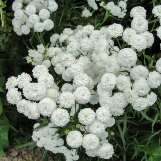 Деревій птарміка 'Noblesse'® - 2