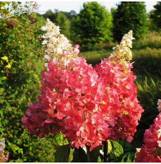 Гортензія волотиста 'Pinky Winky' ®