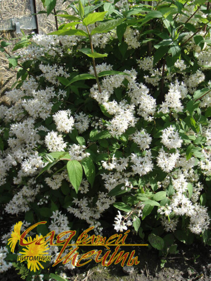 Дейція шорстка 'Plena' - 1