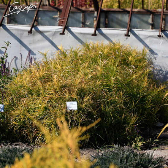 Осока пальмолистна - 3