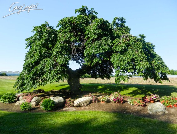 В'яз шорсткий 'Camperdownii' #3, WRB 25--30 250-300 St. 200-225 - 7 В'яз шорсткий 'Camperdownii' #3, WRB 25--30 250-300 St. 200-225 - 7