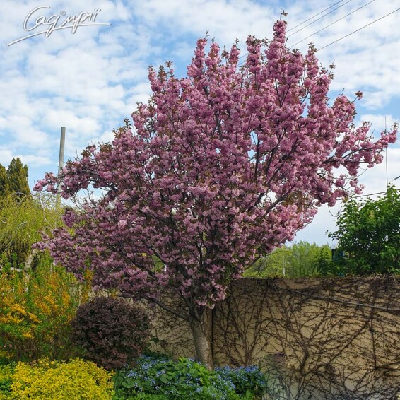 Сакура дрібнозубчаста 'Kanzan' #12, C60 12--14 300-400 St. 1/2 - 11