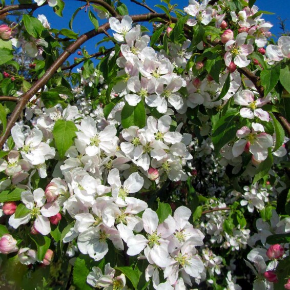 Яблуня 'Red Jade' - 6 Яблуня 'Red Jade' - 6