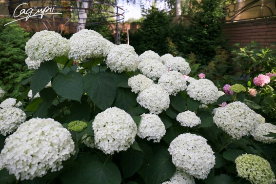 Гортензия древовидная 'Annabelle' - 9
