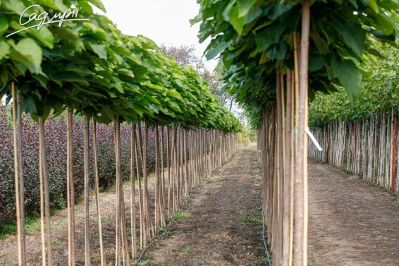 Катальпа бигнониевидная 'Nana' - 3