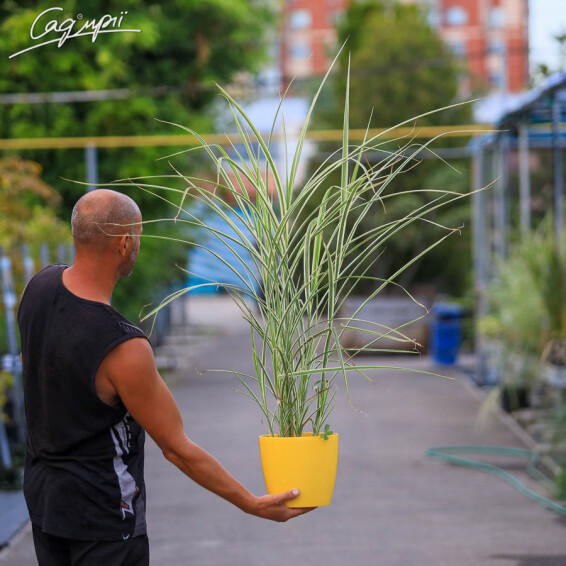 Мискантус китайский 'Variegatus' - 4