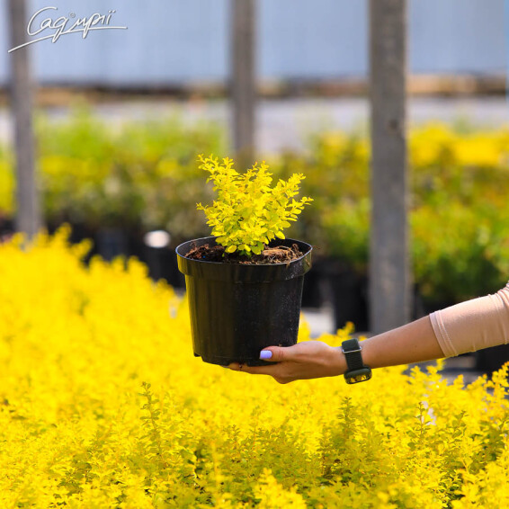 Барбарис Тунберга 'Aurea' - 1