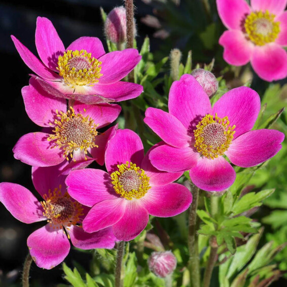 Анемона гибридная 'Spring Beauty Pink®' - 1