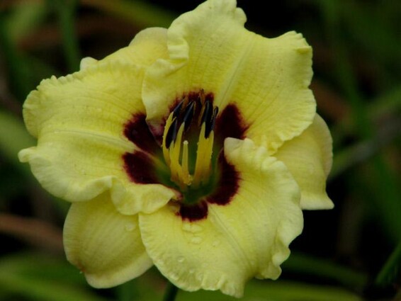 Лилейник 'Doodlebug' - 1