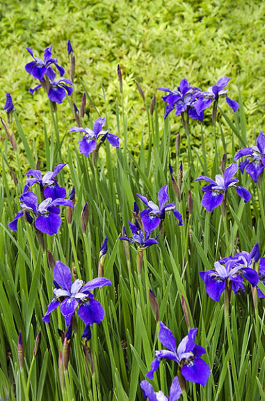 Ирис сибирский 'Blue Moons' - 2