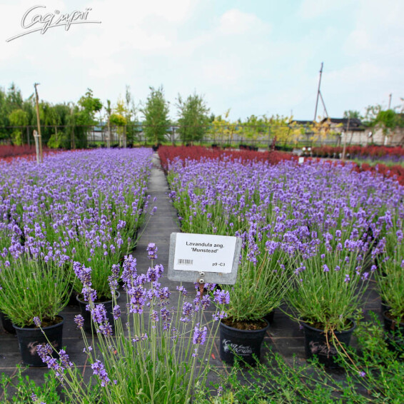 Лаванда узколистная 'Munstead' - 3 Лаванда узколистная 'Munstead' - 3