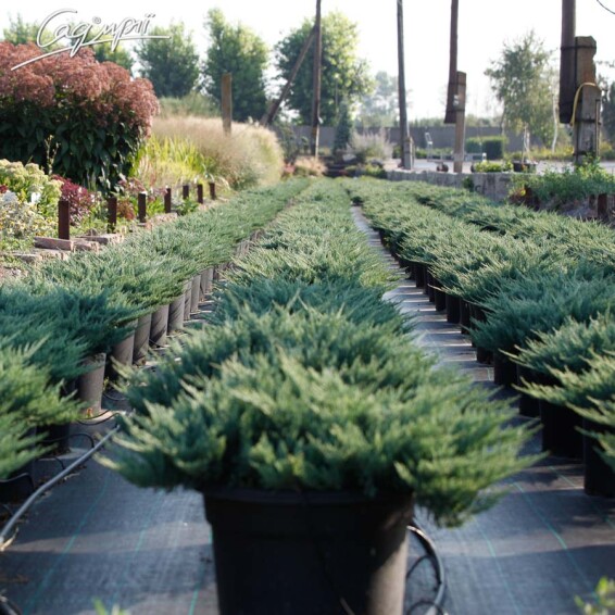 Можжевельник горизонтальный 'Blue Chip' #2, C3 - - - - 4