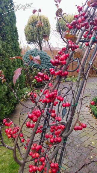 Яблуня 'Red Obelisk'® - 6