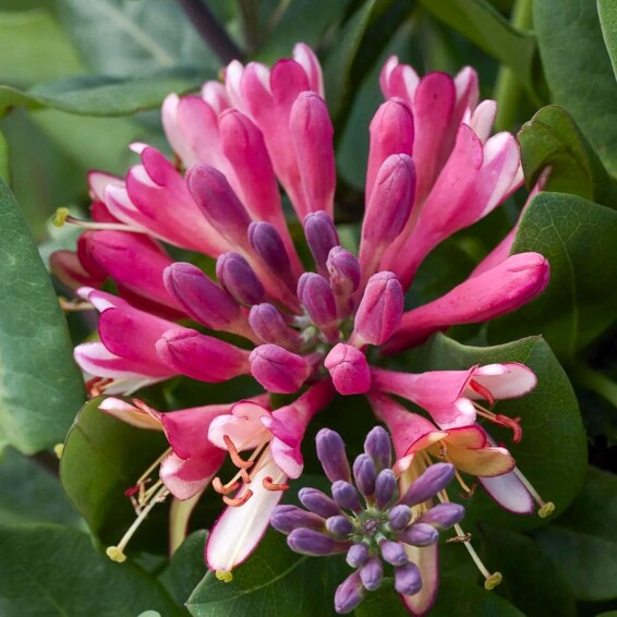 Жимолость Гекротта - 3