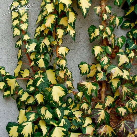 Плющ звичайний 'Goldheart' - 5 Плющ звичайний 'Goldheart' - 5