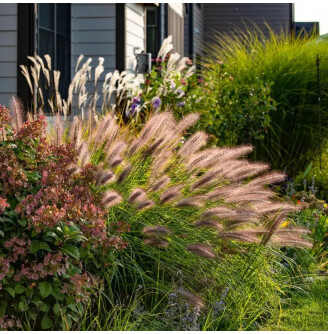 Пенісетум лисохвістний 'Red head'