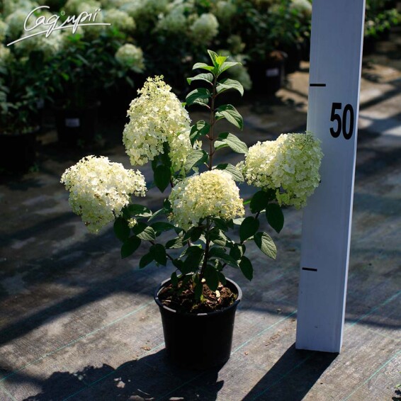 Гортензия метельчатая 'Bobo' ® #1, Р9 - - 4 Гортензия метельчатая 'Bobo' ® #1, Р9 - - 4