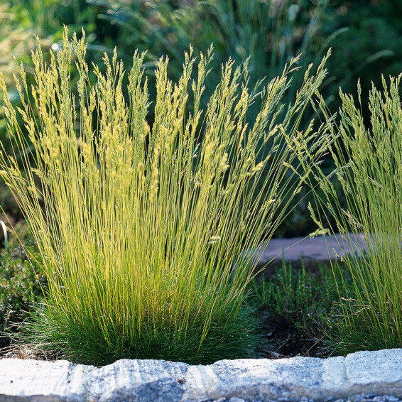 Овсяница метельчатая - 1 Овсяница метельчатая - 1