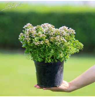 Материнка звичайна 'Compactum'