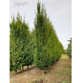 Граб звичайний 'Fastigiata'