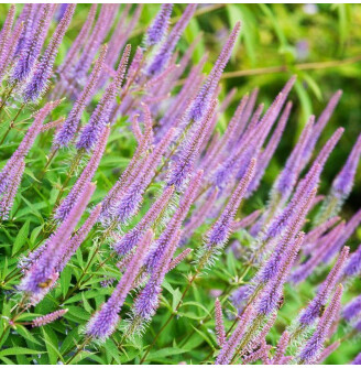 Веронікаструм віргінський 'Fascination'