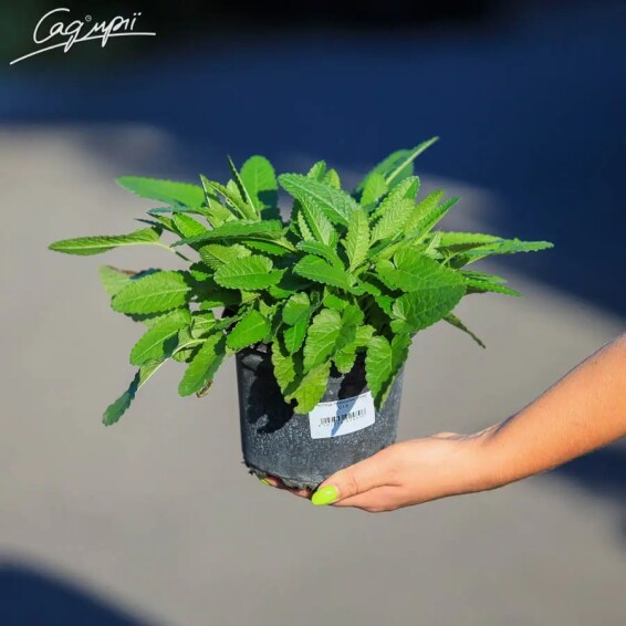 Чистець лікарський 'Pinky' #1, С1.5 - - 1