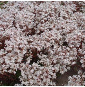 Очиток білий 'Coral Carpet'