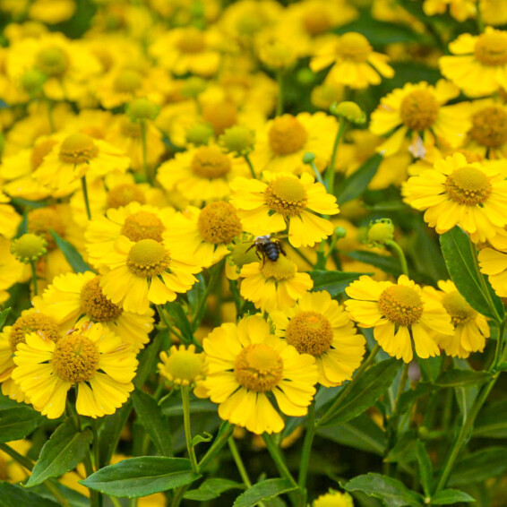 Гелениум гибридный 'Kanaria' - 2