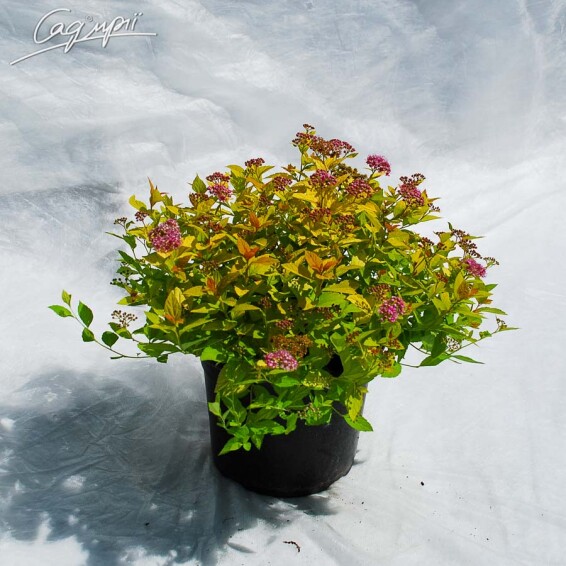 Спирея японская 'Golden Princess' #4, С2 - - 6