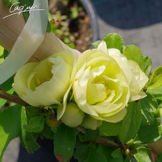 Айва прекрасная (хеномелес) Yukigoten - 3