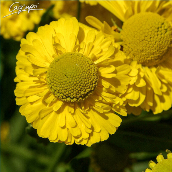 Геленіум 'Double Trouble' ® - 3 Геленіум 'Double Trouble' ® - 3