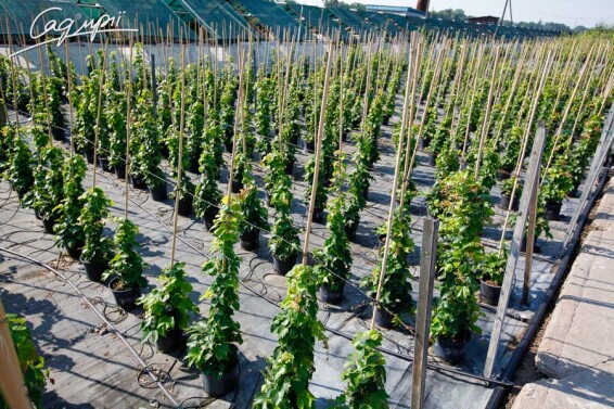 Виноград тригострокінцевий 'Veitchii' - 4