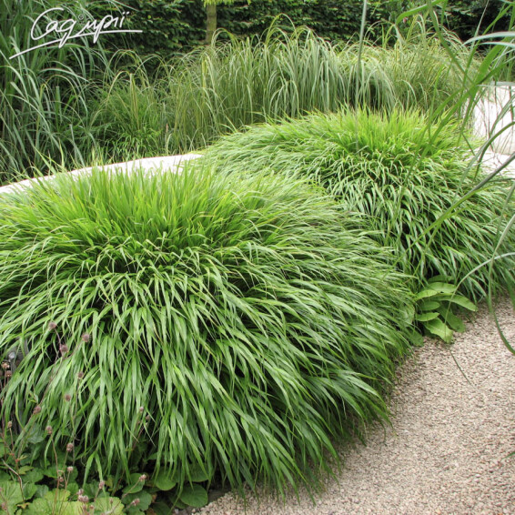 Хаконехлоя велика 'Nicolas' - 1