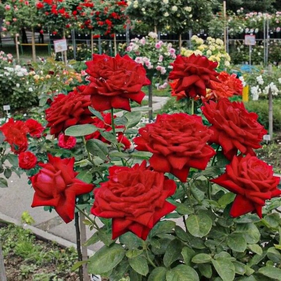 Троянда чайно-гібридна 'Explorer' - 3