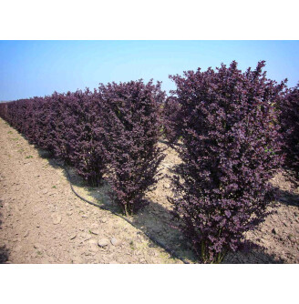 Барбарис оттавський 'Superba'