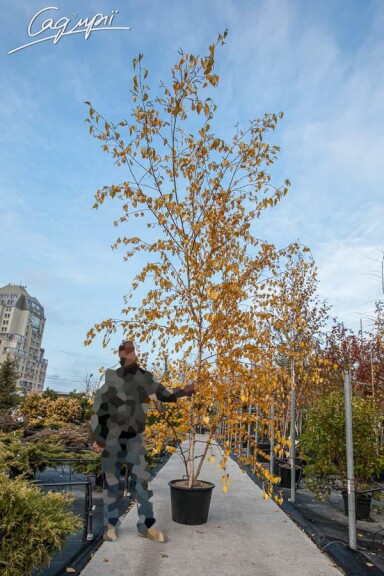 Береза плакуча, мультиштамб - 3 Береза плакуча, мультиштамб - 3