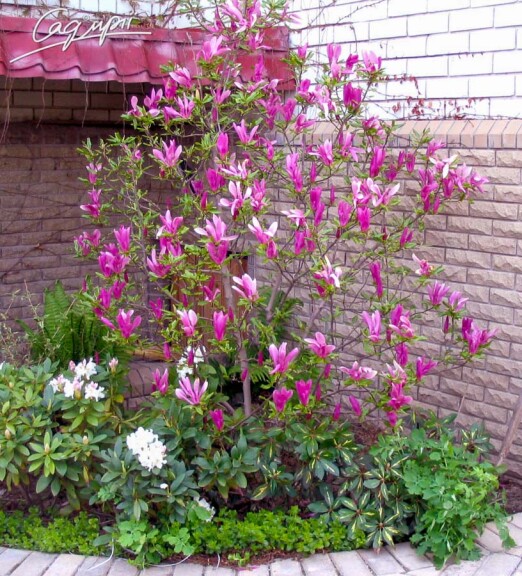 Магнолия гибридная 'Susan' #2, WRB - 250-300 St. 1/2 - 1