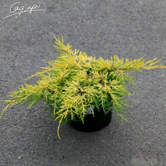 Можжевельник средний 'Golden Saucer' - 1