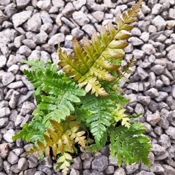 Щитник (папороть) червоносорусовий - 3