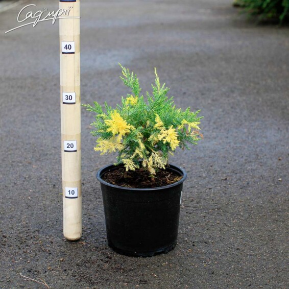 Ялівець віргінський 'Hetz Variegata' - 1