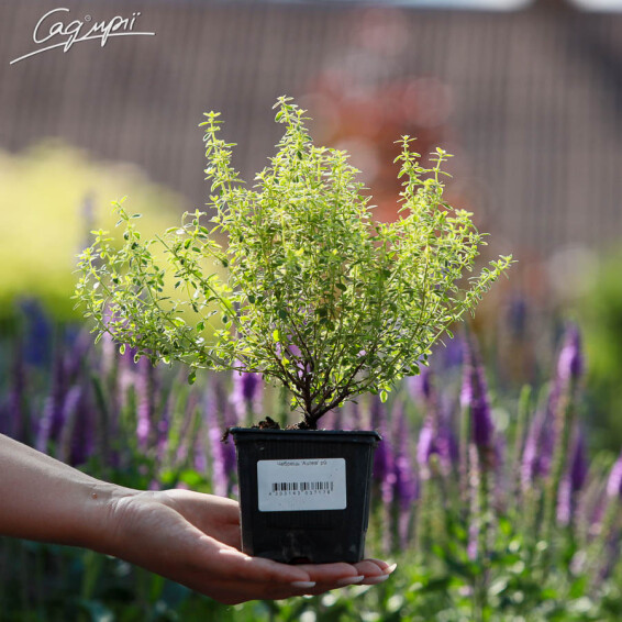 Чебрець 'Aurea' - 1