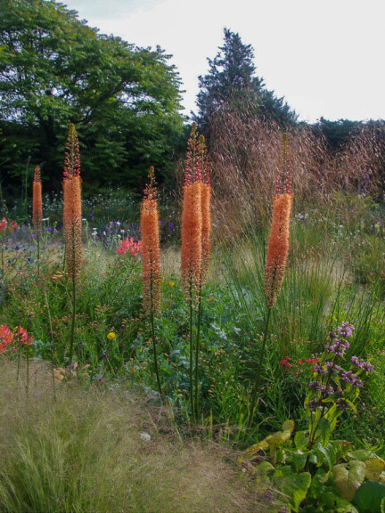 Эремурус 'Cleopatra' - 7