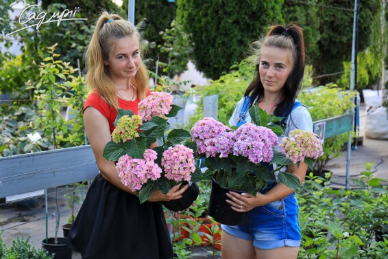 Гортензія крупнолиста 'You and Me Together Rose'® #1, C3 - - 4 Гортензія крупнолиста 'You and Me Together Rose'® #1, C3 - - 4