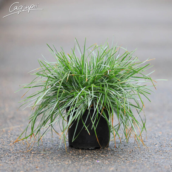 Сеслерія блакитна - 1 Сеслерія блакитна - 1