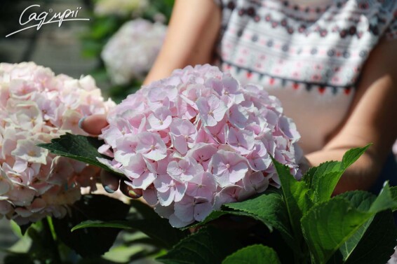 Гортензія крупнолиста 'Hovaria Hopaline'® #3, C3 - - 1 Гортензія крупнолиста 'Hovaria Hopaline'® #3, C3 - - 1