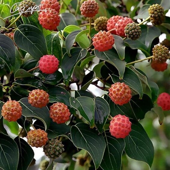 Дерен Коуза - 4 Дерен Коуза - 4