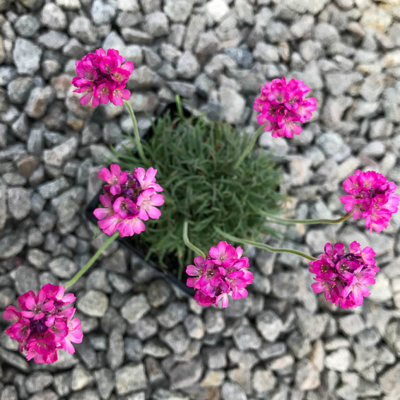 Армерія приморська 'Rubrifolia' - 1