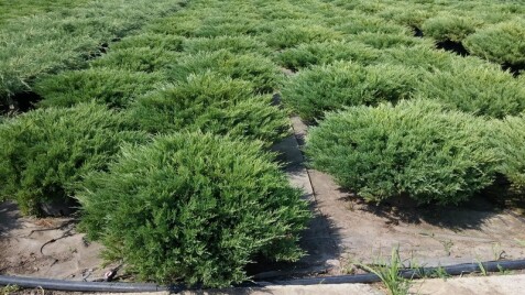 Можжевельник: чудесный подарок природы