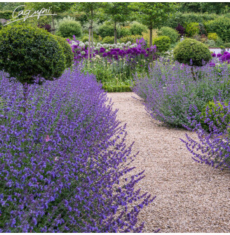 Котовник Фассена 'Hill Grounds'